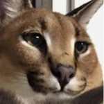 TheCatGroupp