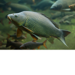 fish gang or club group