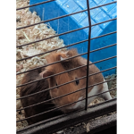 Gunia pig