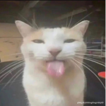 Silly little cat