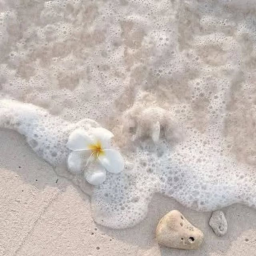 🌺