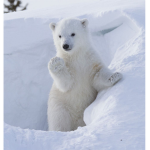 Santa’s polar bear :>