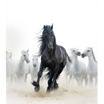 The Wild Herd