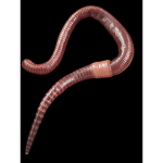 CULT OF THE WORM PEOPLE