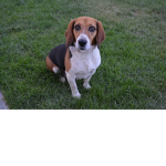 R.I.P my dog buster