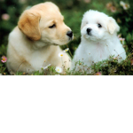 xPAPADREDx clan