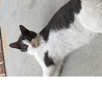 Kitty scwad