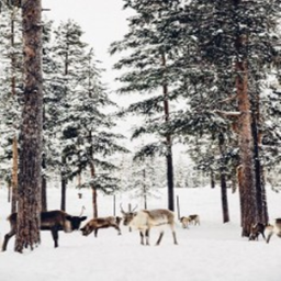 🦌☃️