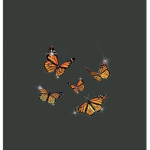 •The Butterfly’s•