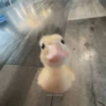 Duck Supporters :)