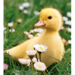 ENTEN._.SQUAD