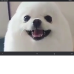 GuiltyToast Official Egg Dog Army