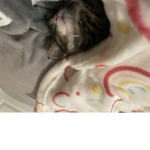 I love cats so much lol