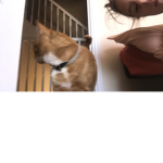 Enjoy adopt me
