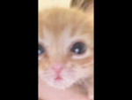 Cats are life potato