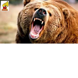 BEAR KINGDOM.