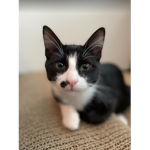 Cats&Dogs15