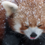 Red-Panda