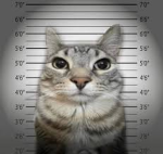 Cat revaluation