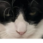 The_Cat_Culture