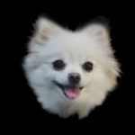 Pomeranian Studios.