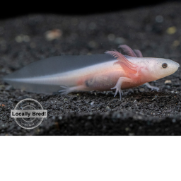 Baby Axolotl Tank Meeting Hub