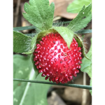My group is going to be named strawberry