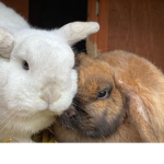 Max and friend's