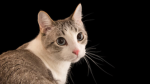 Gato Studios - Club Of Cats