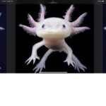 AxolotI Group for my friends
