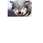 UNSC Wolf Squad