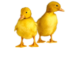 The Duck Brace