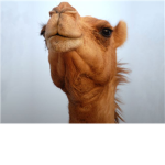 camels