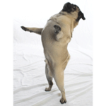 Legendary Pugs Dance Company