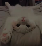 シグマ >•<