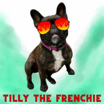Tilly The Frenchie