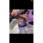 Monkey people yas queens