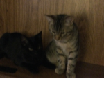 aria and lily Group