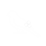 Rocity: Alpha
