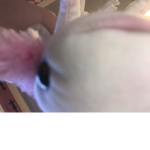 The United States of axolotl