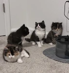 plwushies’ Group Thumbnail