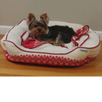 Yorkshire Terriers group YORKIE SQUAD