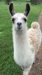 The_crazyllamasgroup