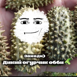 Дикий огурчик  obby