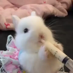 🐇