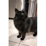Kitty crazy