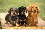 Dachshund Owners Group!