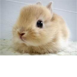 Bunny lovers!!!!!!