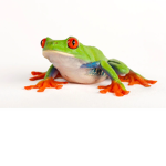 The Frog Vivarium