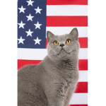 Cats united cat army